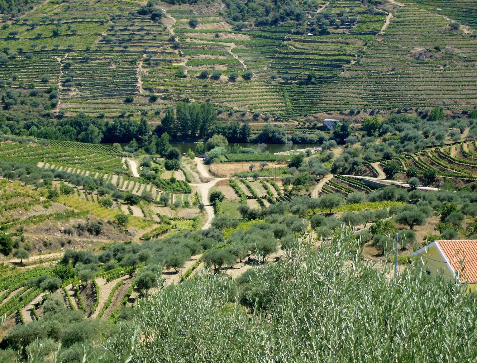 Casa Oliveiras Do Douro Villa Sobreira Ngoại thất bức ảnh