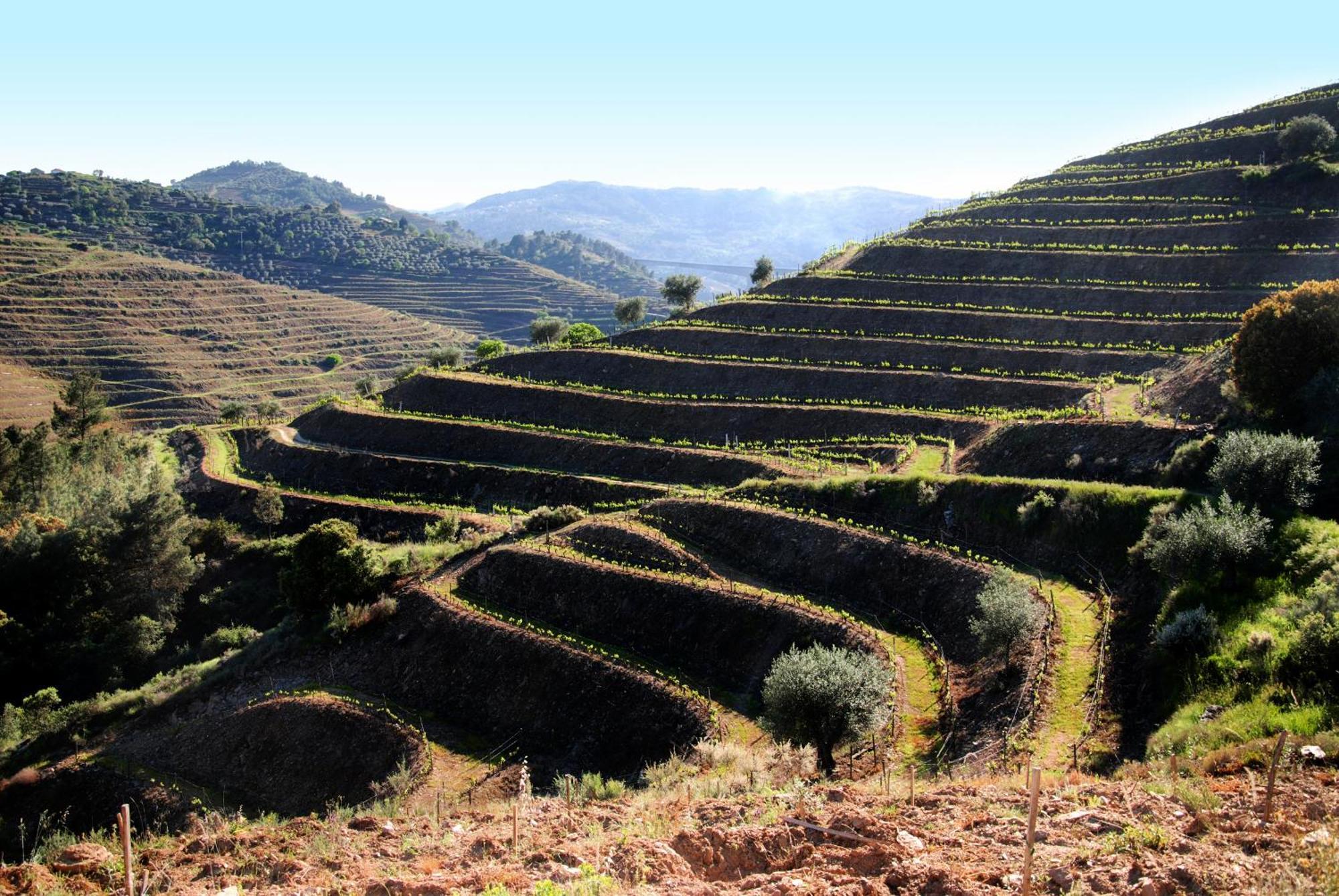 Casa Oliveiras Do Douro Villa Sobreira Ngoại thất bức ảnh