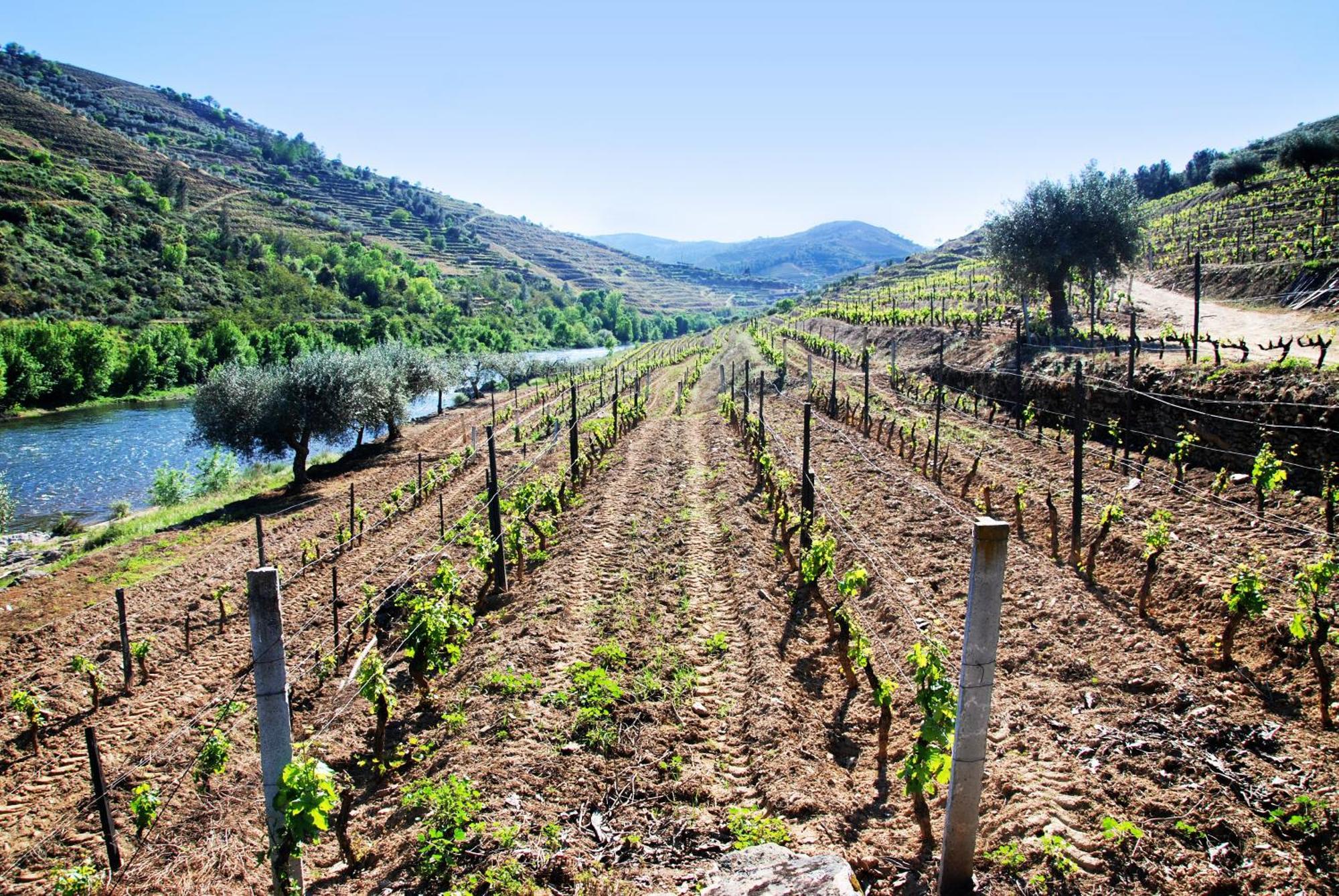 Casa Oliveiras Do Douro Villa Sobreira Ngoại thất bức ảnh
