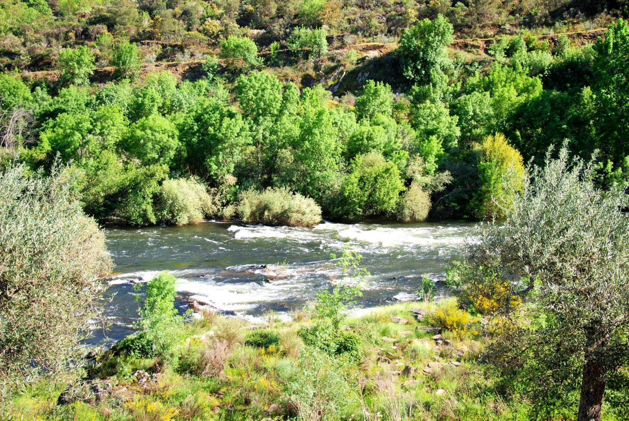 Casa Oliveiras Do Douro Villa Sobreira Ngoại thất bức ảnh