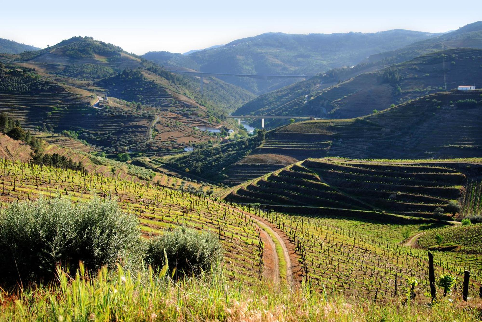 Casa Oliveiras Do Douro Villa Sobreira Ngoại thất bức ảnh