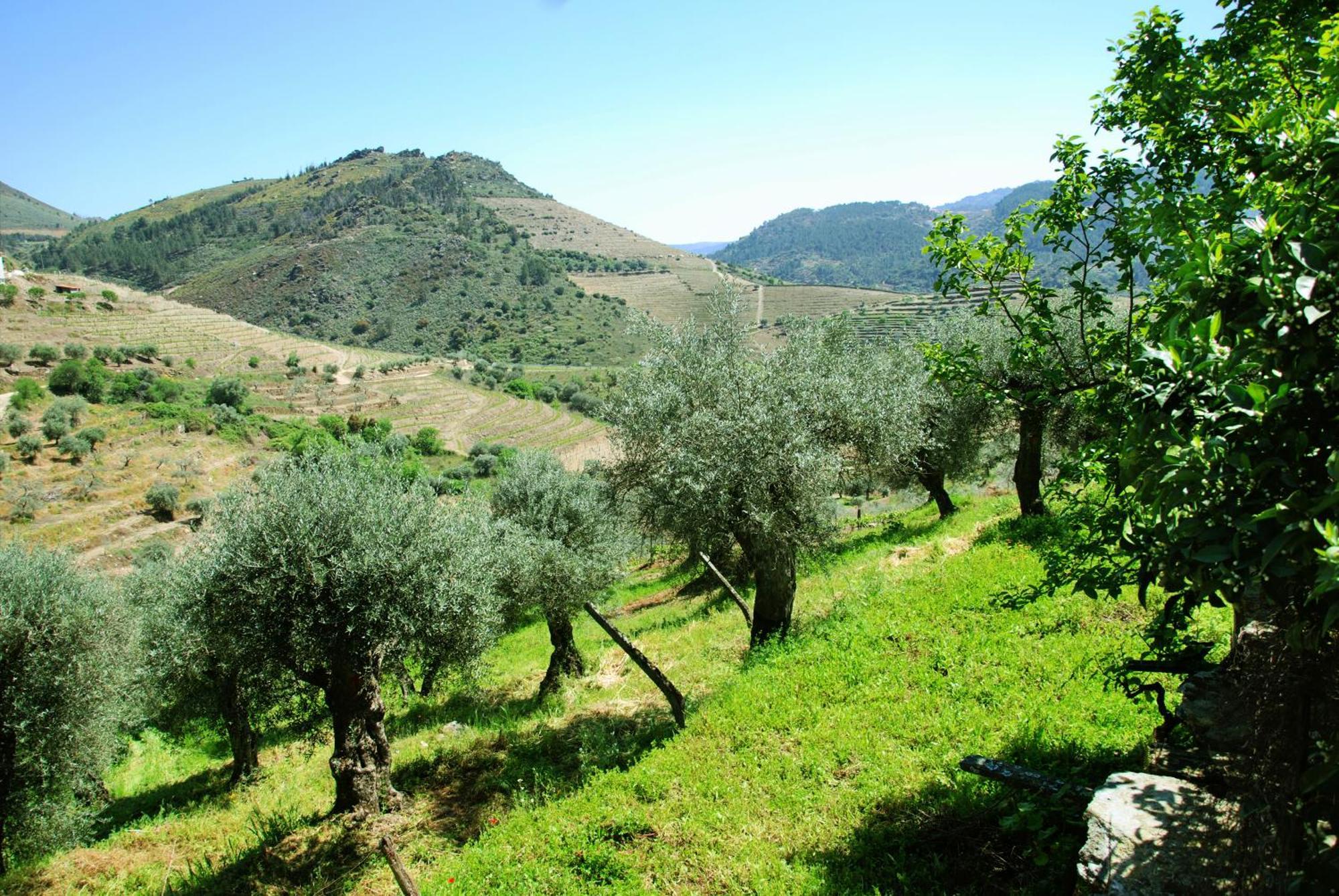 Casa Oliveiras Do Douro Villa Sobreira Ngoại thất bức ảnh